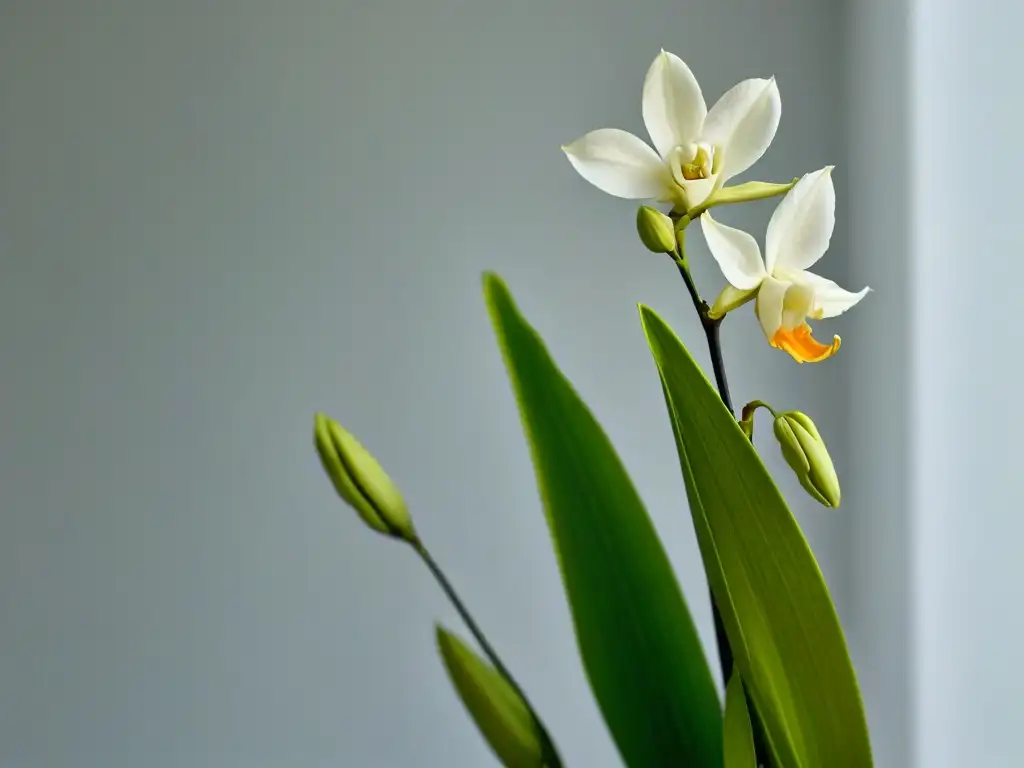 Delicada flor de orquídea de vainilla mexicana en repostería contemporánea