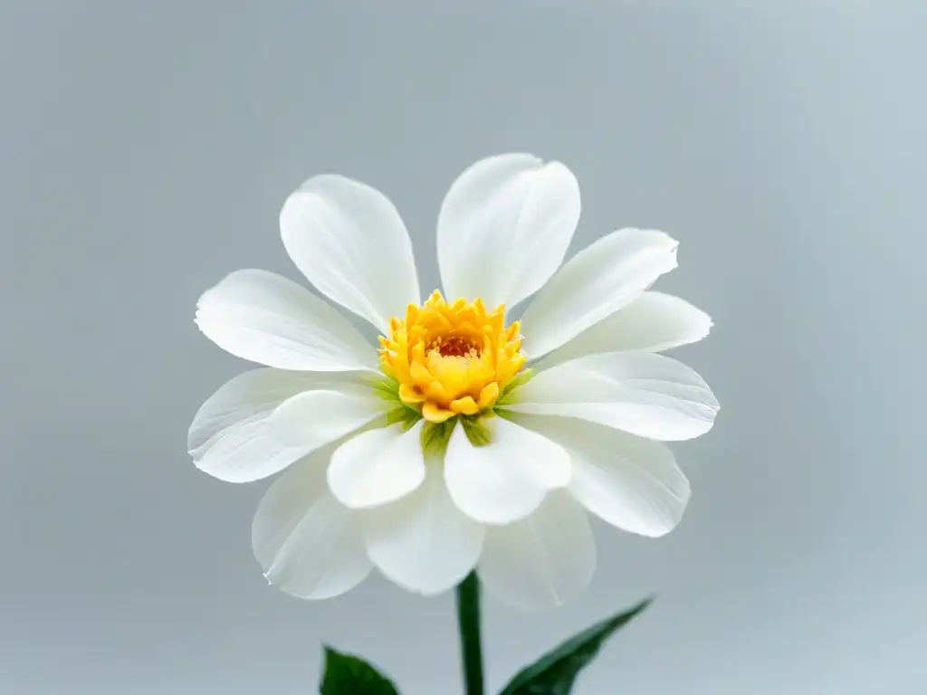 Detalle exquisito de flor de azúcar, con delicados pétalos y acabado brillante, sobre fondo blanco resaltando su elegancia y arte en repostería