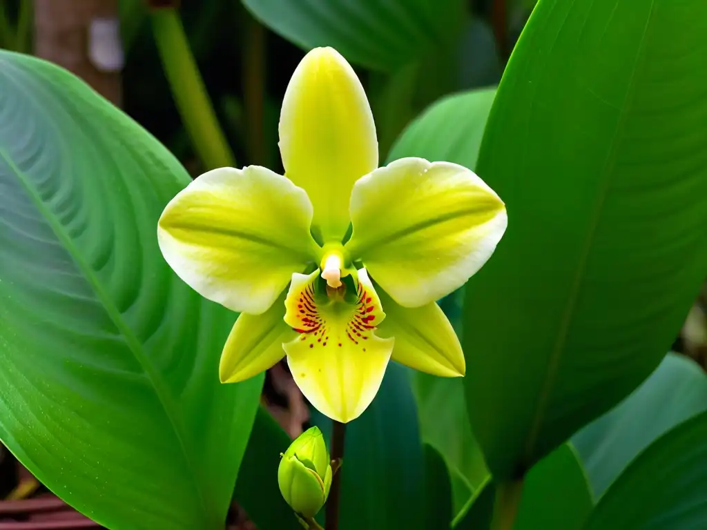 Detalles vibrantes de una orquídea vainilla verde sobre un fondo de hojas